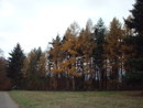 Herbstlicher Wald in Grnwettersbach