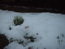 Schneeglckchen im Schnee