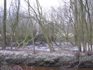 Oldenburg im Winter: Uni-Naturschutzgebiet