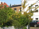Mirabellenbaum im Ziegelhof