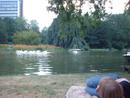 Entspannen im Stadtpark, Pelikane beim Fischfang