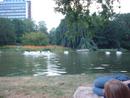 Entspannen im Stadtpark, Pelikane beim Fischfang