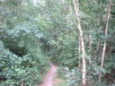 Wanderweg durch den Wald